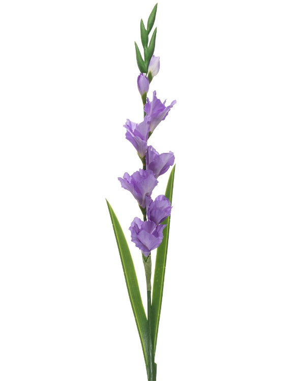 Picture of Gladiolus Stem 8 Heads Purple 91CM